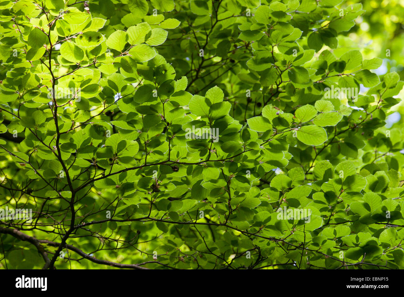 Rotbuche (Fagus Sylvatica), Zweige mit Blättern bei Gegenlicht, Deutschland Stockfoto