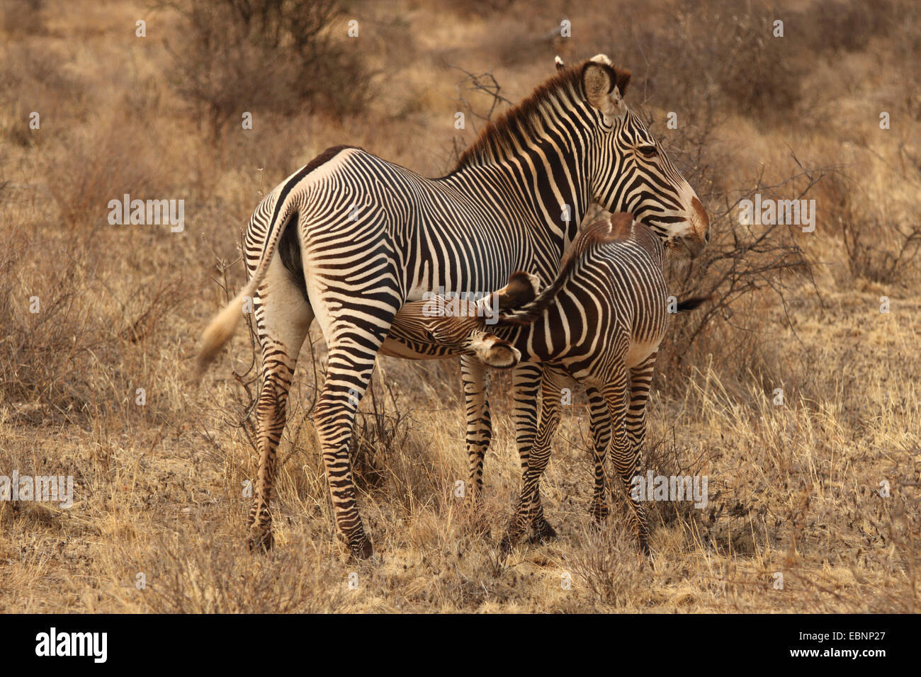 GREVY Zebra (Equus Grevyi), Stute mit Fohlen, Kenia-Amboseli-Nationalpark Spanferkel Stockfoto