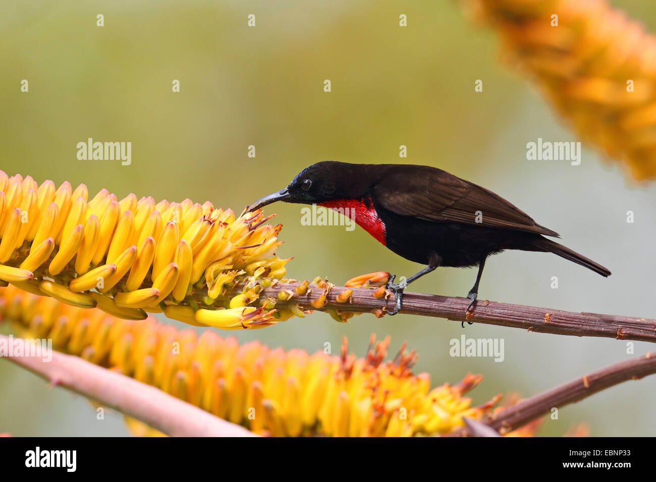 Scharlach-chested Sunbird (Nectarinia Senegalensis, Chalcomitra Senegalensis), sucht nach Nahrung auf eine Aloe, Südafrika, Kruger National Park Stockfoto