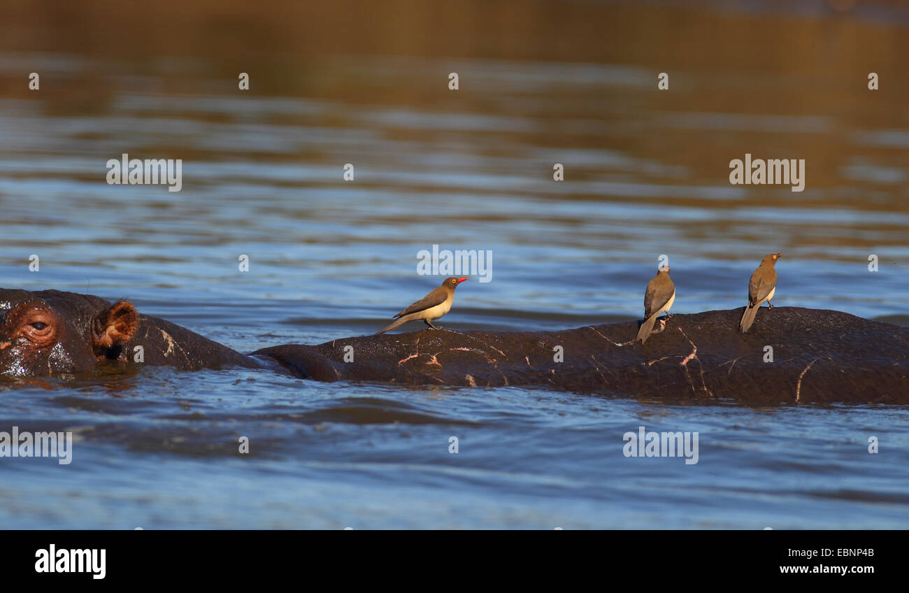 Rot-billed Oxpecker (Buphagus Erythrorhynchus), sitzen drei Vögel auf dem Rücken schwimmen Nilpferd, Südafrika, Kruger National Park Stockfoto