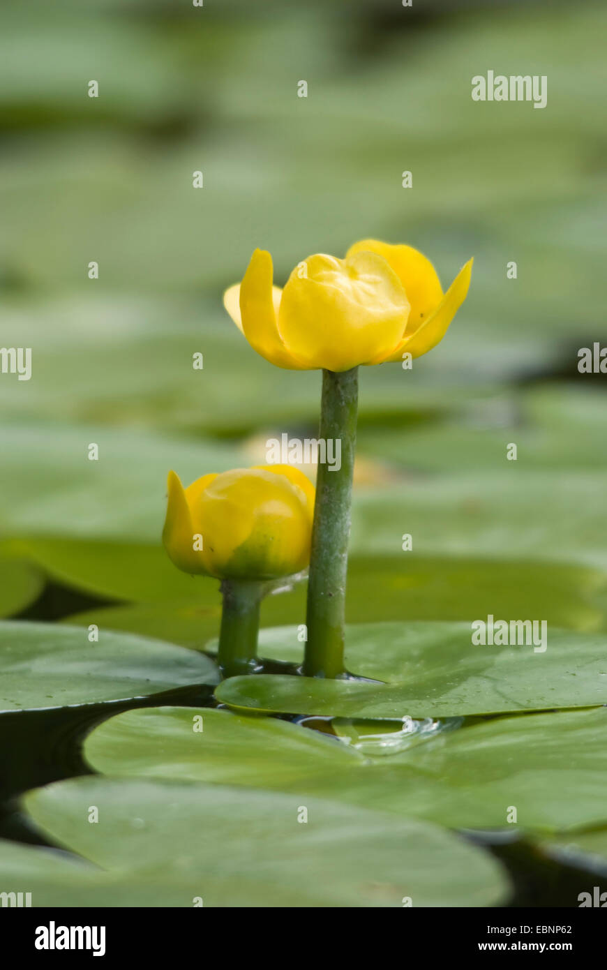 Europäische gelbe Teich-Lilie, gelbe Seerose (Teichrosen Lutea), mit zwei Blüten, Deutschland Stockfoto