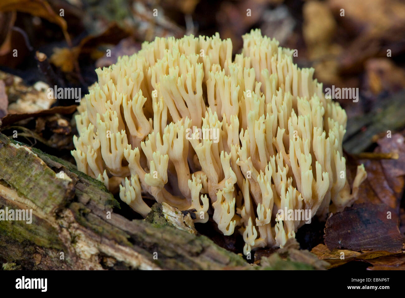 Aufrechte Koralle (Ramaria Stricta), Fruchtkörper auf Waldboden, Deutschland Stockfoto
