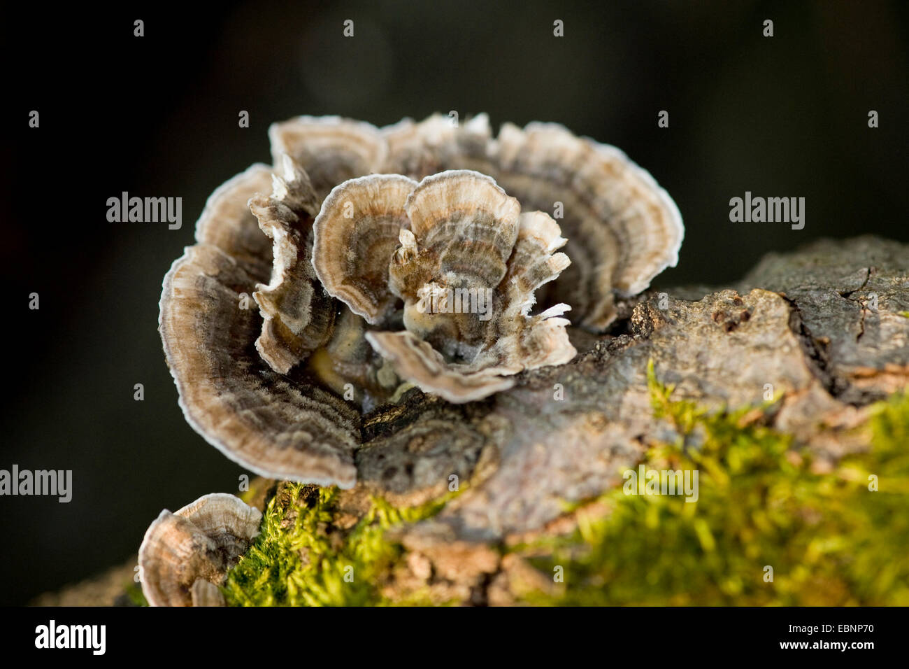 Türkei-tail, Turkeytail, n-Zonen Halterung, Holz-Zerfall (Trametes versicolor, Coriolusextrakt versicolor), mehrere Fruchtkörper an einen Baumstamm, Deutschland Stockfoto