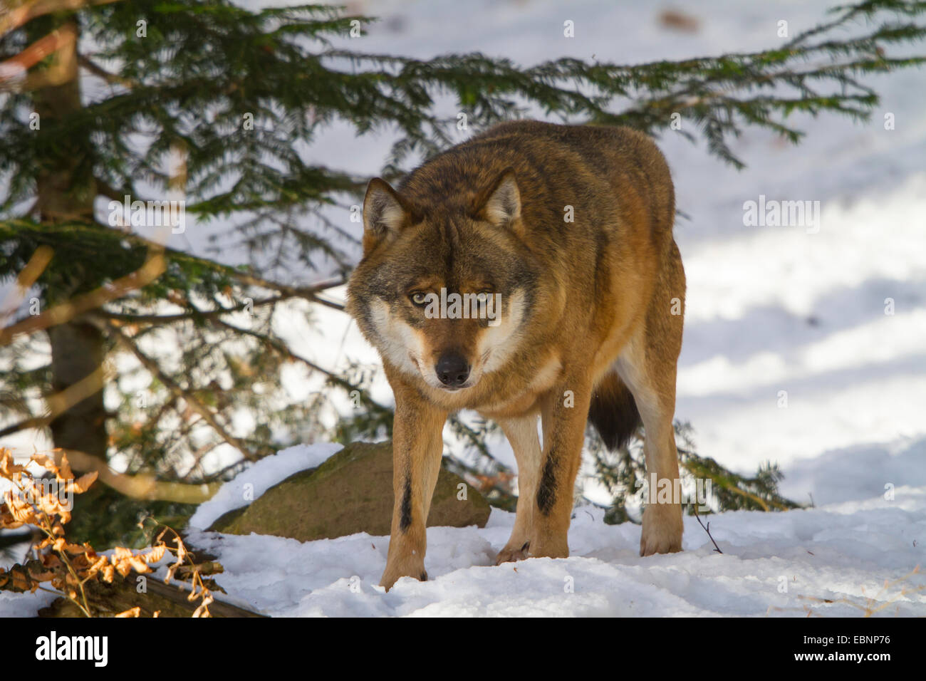Europäische graue Wolf (Canis Lupus Lupus) stehen unter einer Fichte in Schnee, Deutschland, Bayern, Nationalpark Bayerischer Wald Stockfoto