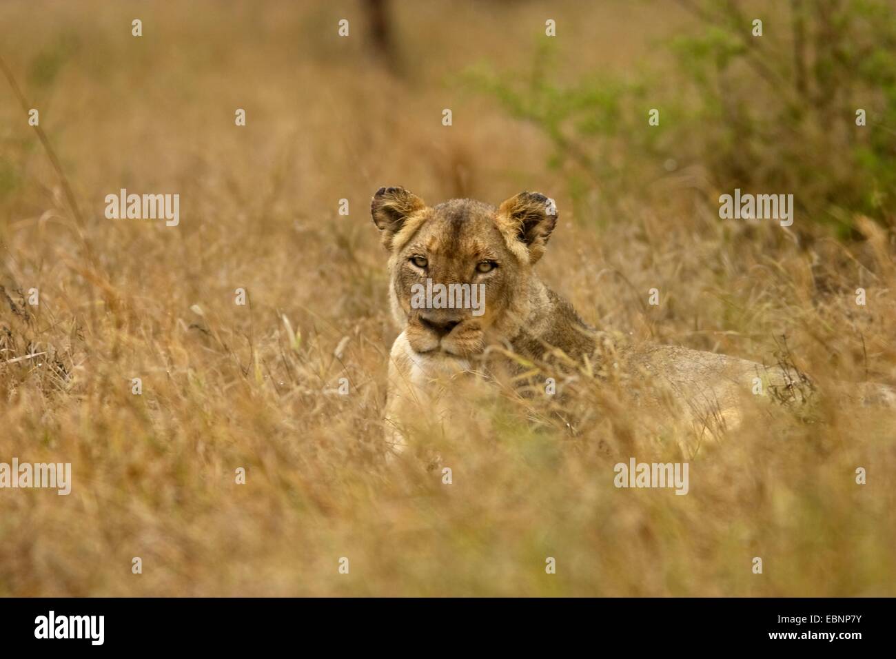 Löwe (Panthera Leo), verschlafene Löwin, Krüger Nationalpark, Südafrika, Limpopo Stockfoto