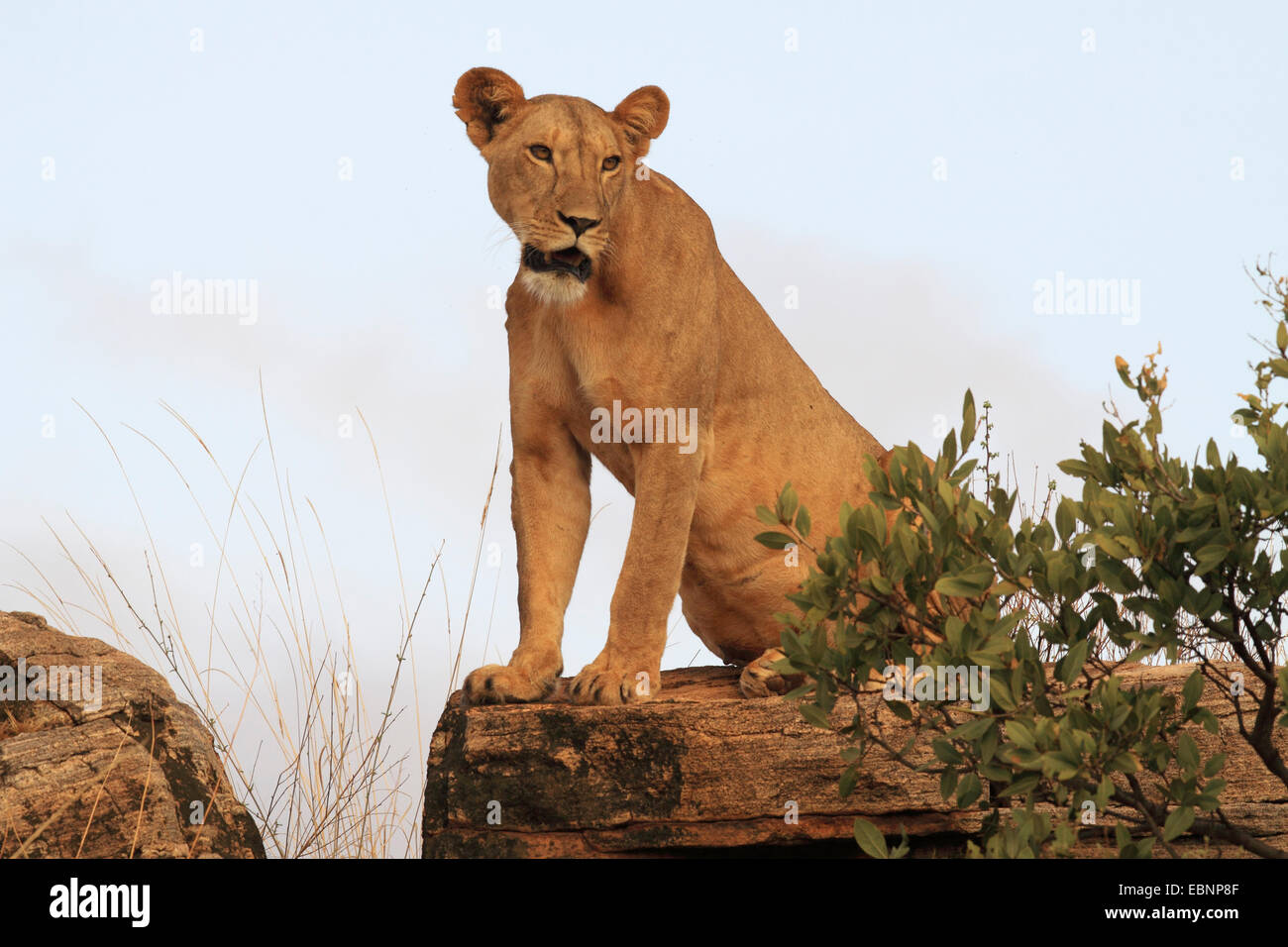 Löwe (Panthera Leo), sitzen auf einem Baumstamm, Kenya, Samburu National Reserve Stockfoto