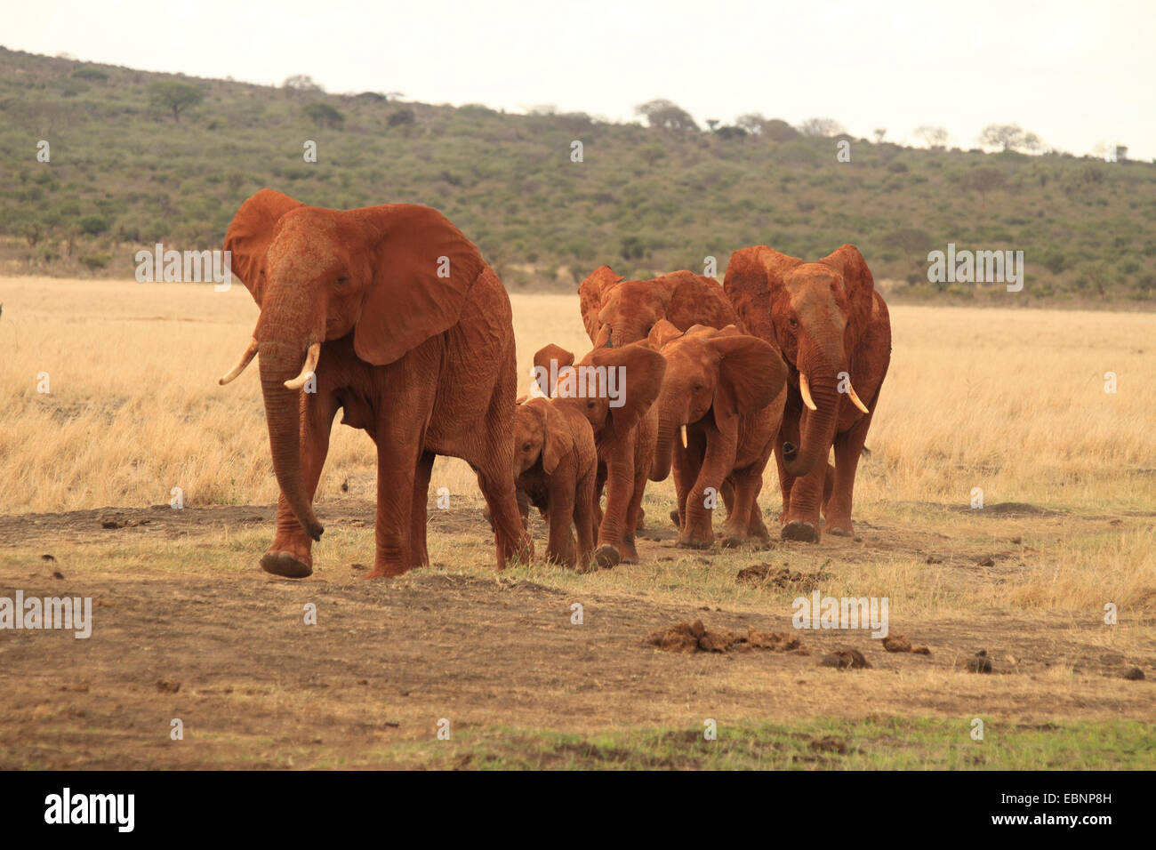 Afrikanischer Elefant (Loxodonta Africana), Herde Elefanten in der Savanne, Kenia, Tsavo East National Park Stockfoto
