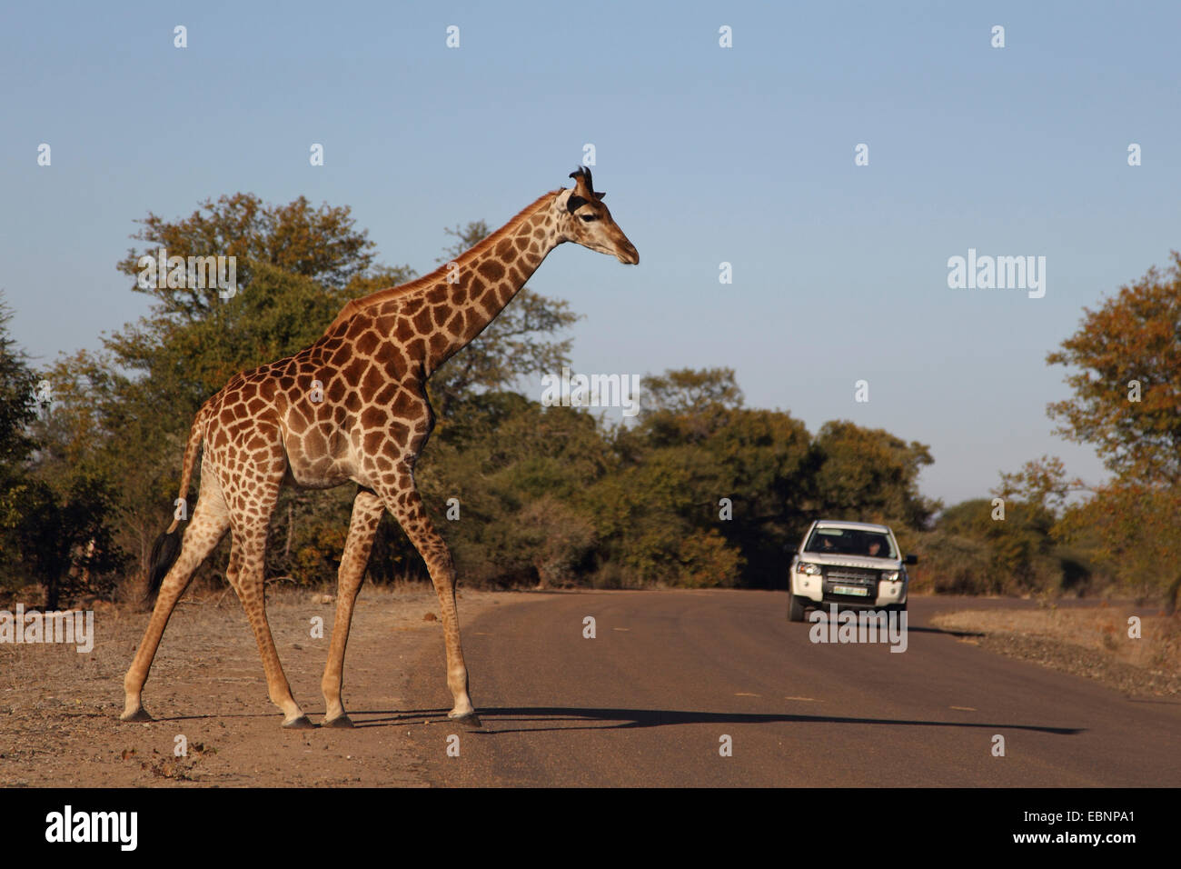 Kap-Giraffe (Giraffa Giraffe Giraffa), läuft auf einer befahrenen Straße, Südafrika, Kruger National Park Stockfoto