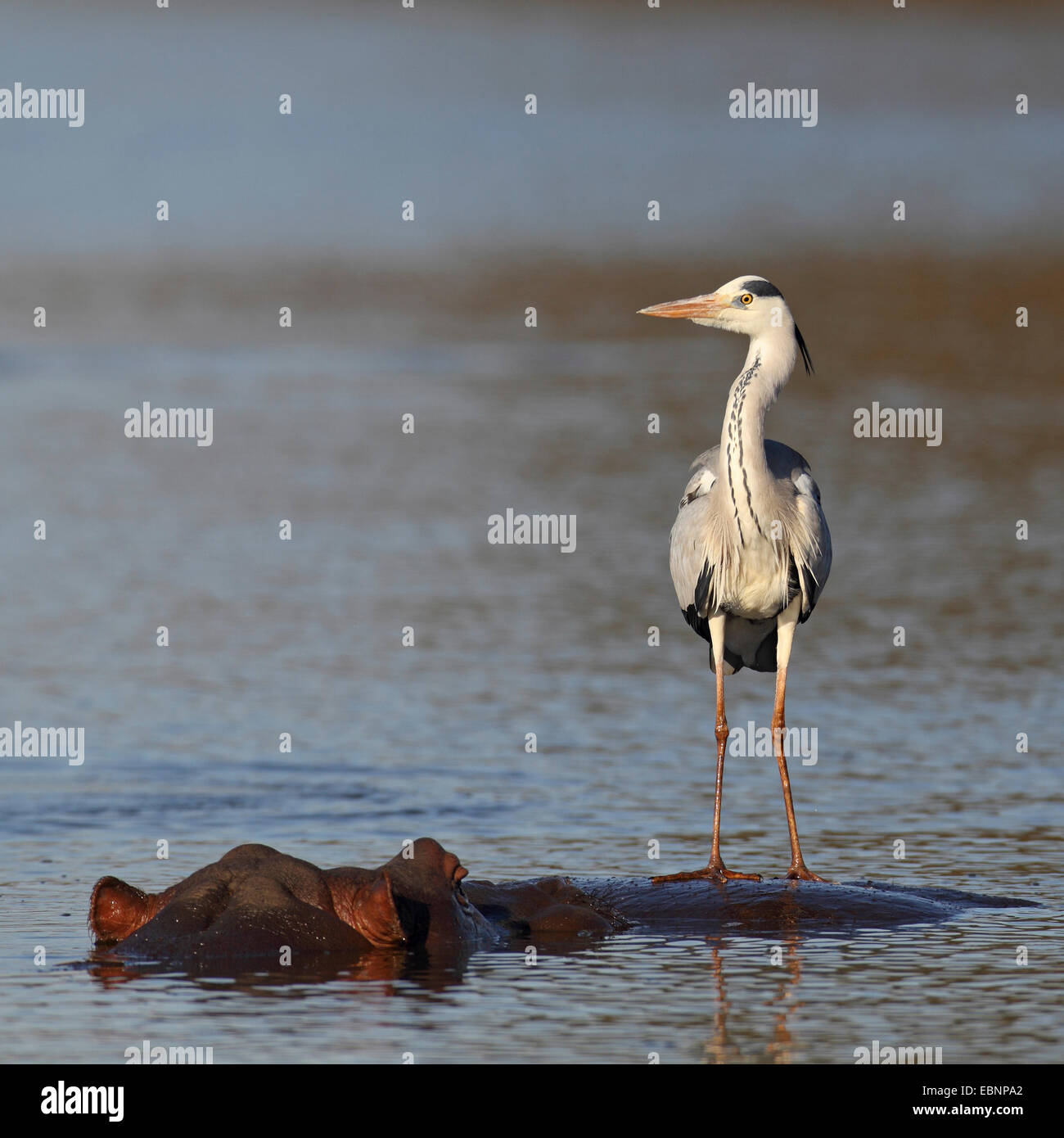 Graureiher (Ardea Cinerea), steht auf der Rückseite ein Schwimmen Nilpferd, Südafrika, Kruger National Park Stockfoto