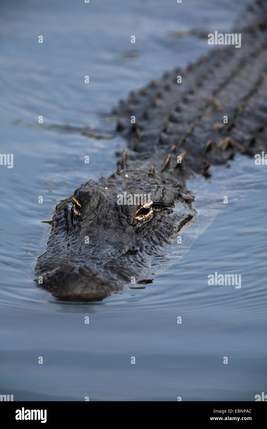 Amerikanischer Alligator (Alligator Mississippiensis), Portrait von ein Schwimmen-Alligator, USA, Florida, Everglades Nationalpark Stockfoto