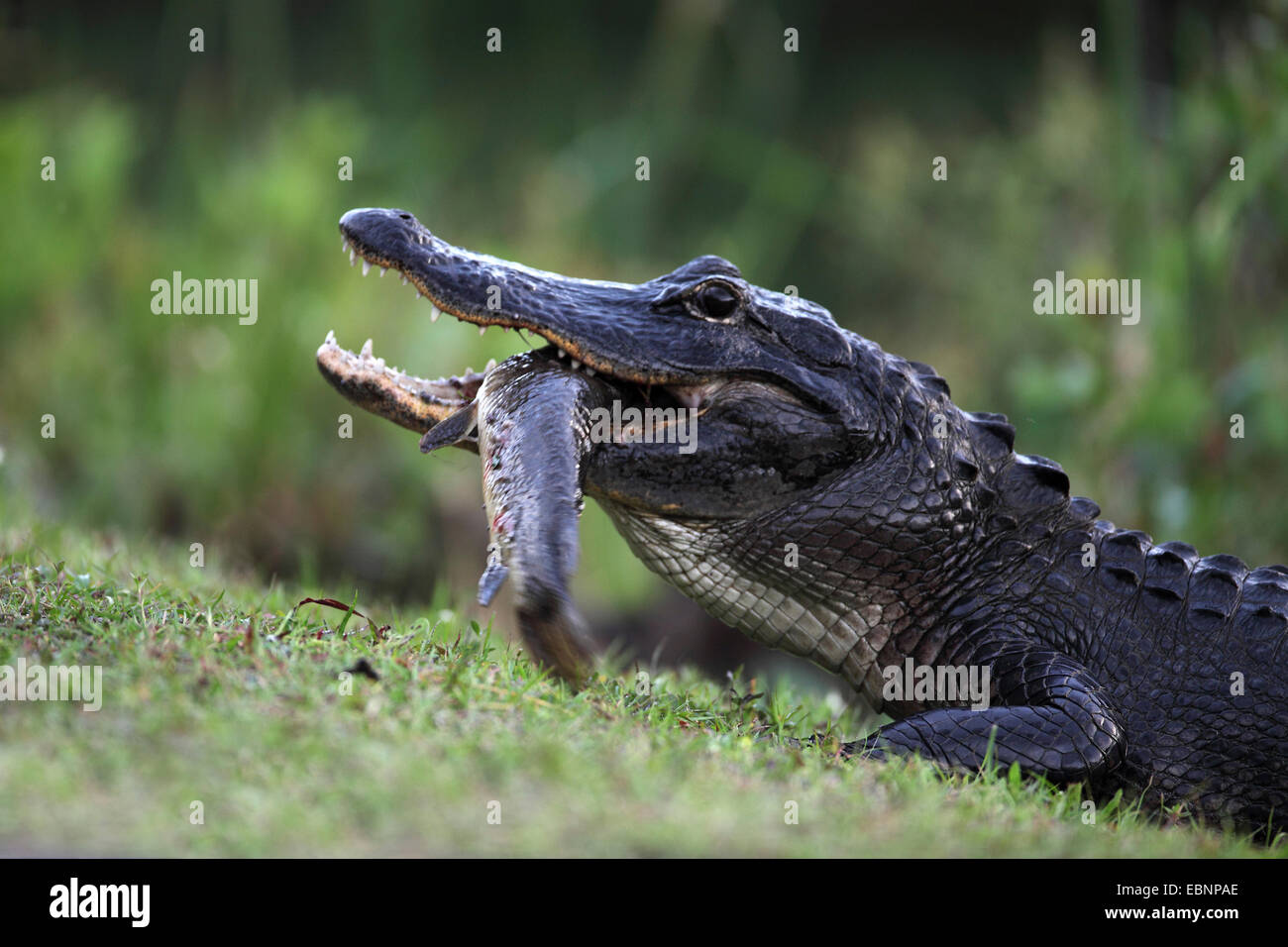Amerikanischer Alligator (Alligator Mississippiensis), Alligator Essen einen großen Fisch, USA, Florida, Everglades Nationalpark Stockfoto