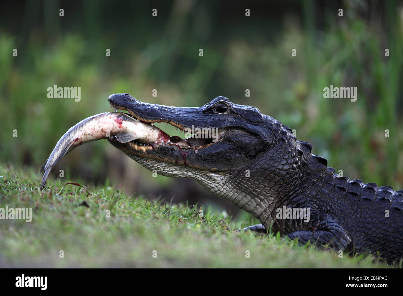 Alligator Eating Fish Stockfotos & Alligator Eating Fish Bilder - Alamy