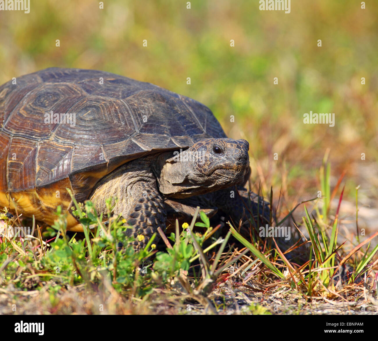 Gopher Schildkröte, Florida Gopher Schildkröte (Gopherus Polyphemus), Wandern in den Dünen, USA, Florida, Merritt Island Stockfoto