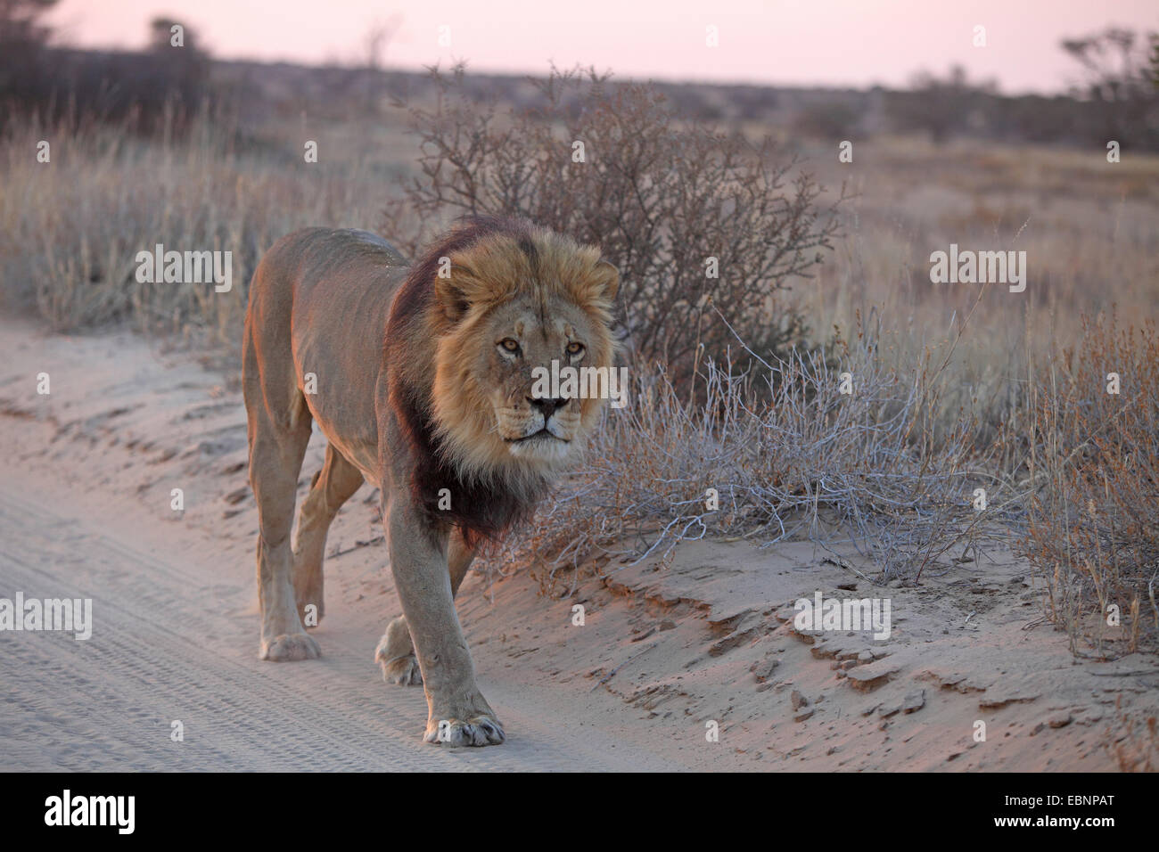 Löwe (Panthera Leo), Mann zu Fuß auf einem Sand verfolgen vor Sonnenaufgang, Südafrika, Kgalagadi Transfrontier National Park Stockfoto