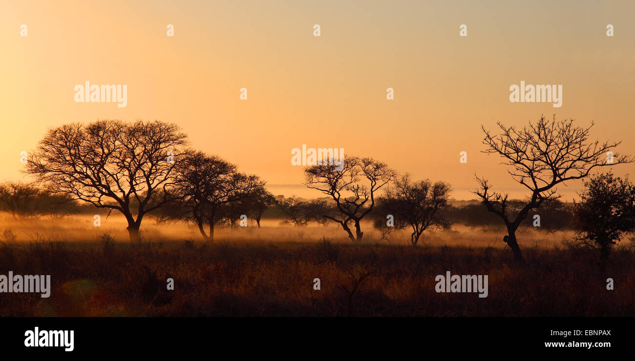 Baum-Savanne mit Bodennebel kurz vor Sonnenaufgang, Südafrika, Mkuzi Game Reserve Stockfoto