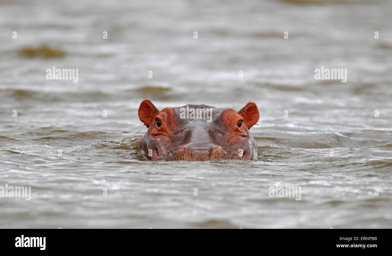 Nilpferd, Nilpferd, gemeinsame Flusspferd (Hippopotamus Amphibius), Schwimmen, Kopf Porträt, Südafrika, Kruger National Park Stockfoto