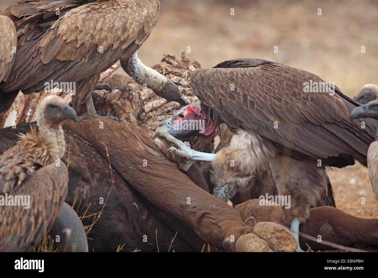 Ohrengeier-faced Vulture (Aegypius Tracheliotus, Torgos Tracheliotus), Ohrengeier konfrontiert Geier und zahlreiche Weißrückenspecht Geier Essen an einen Toten Büffel, Südafrika, Kruger National Park Stockfoto