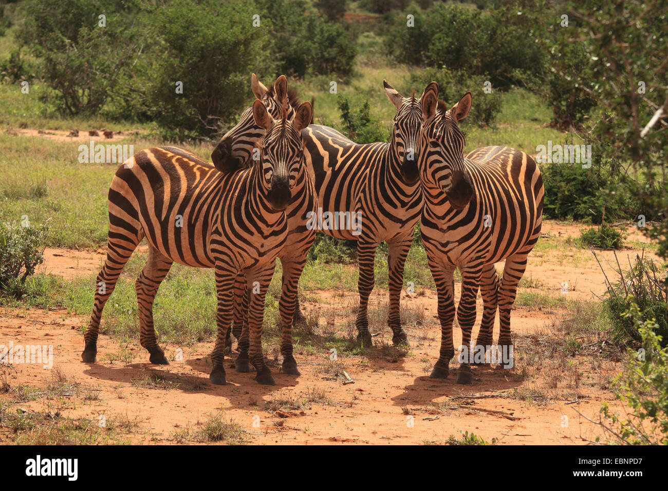 Böhm Zebra, Grant-Zebra (Equus Quagga Boehmi, Equus Quagga Granti), vier Zebras zusammenstehen in der Savanne, Kenia, Tsavo East National Park Stockfoto