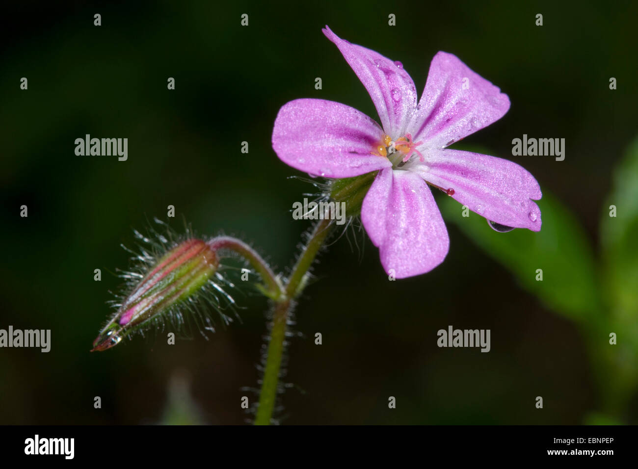 Robert Kraut, Red Robin, Tod, komm schnell, Robert Geranium (Geranium Robertianum, Robertiella Robertiana), blühen, Deutschland Stockfoto