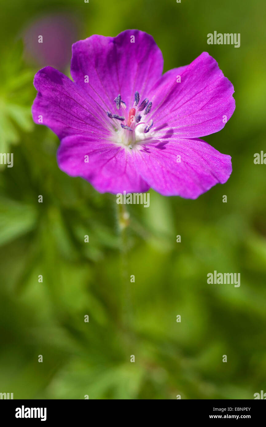 blutige Storchschnabel, Blutroter Storchschnabel (Geranium Sanguineum), Blume, Deutschland Stockfoto