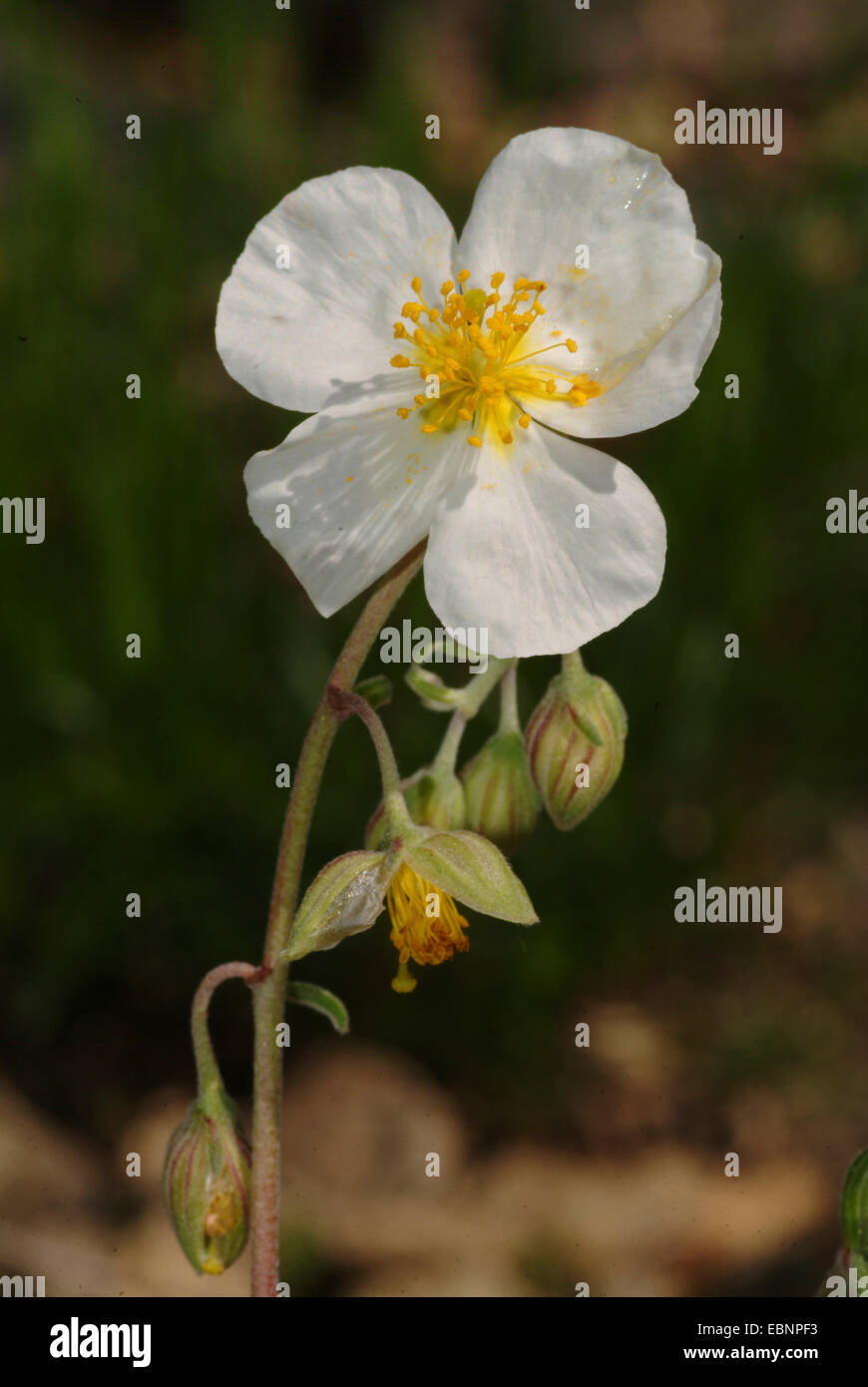 weiße Felsen-Rose (Helianthemum Apenninum), Blütenstand Stockfoto