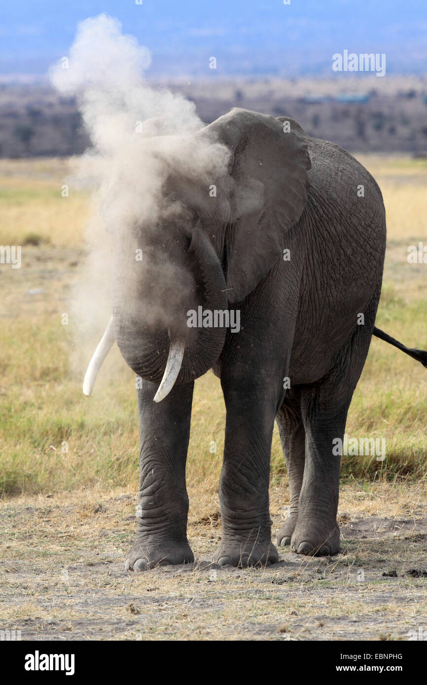 Afrikanischer Elefant (Loxodonta Africana), hat eine Staub-Bad, Kenia-Amboseli-Nationalpark Stockfoto