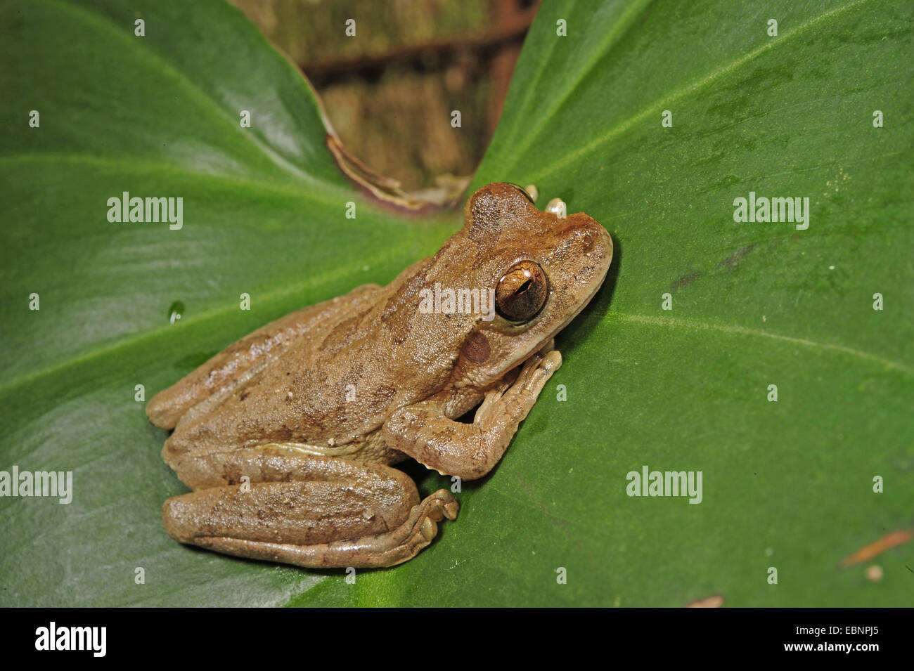 Tristen Laubfrosch (Smilisca Sordida), Treefrog auf einem Blatt, Honduras, Pico Bonito Nationalpark Stockfoto
