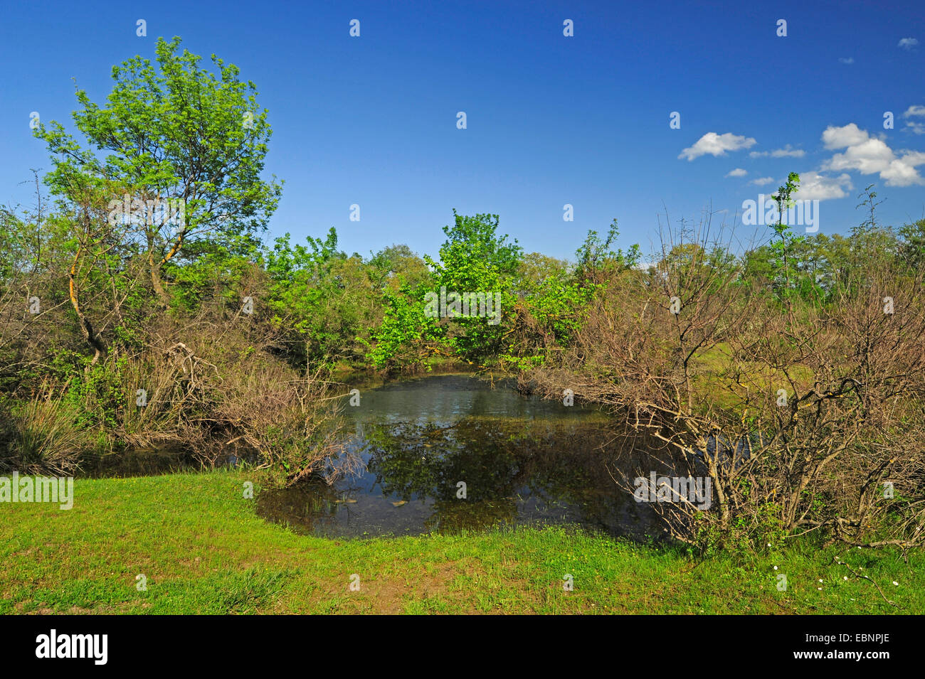 Teich auf einer Wiese an der Mündung des Flusses Wasser Pinios, ein laichen für Amphibien, Griechenland, Mazedonien Stockfoto