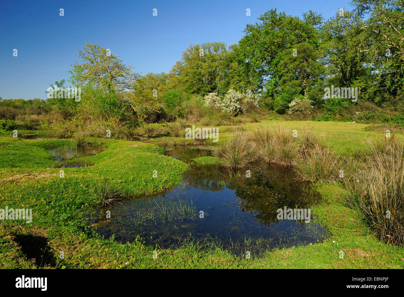 Teiche auf einer Wiese an der Mündung des Fluss Pinios, laichen Gewässer für Amphibien, Griechenland, Mazedonien Stockfoto