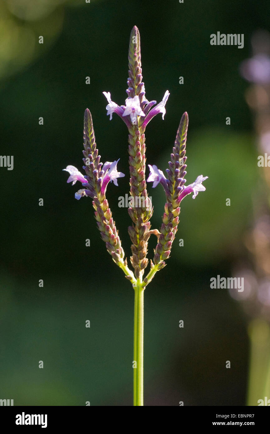 Gezackte Lavendel, Farn Blatt Lavendel (Lavandula Pinnata var. Buchii), Blütenstand Stockfoto