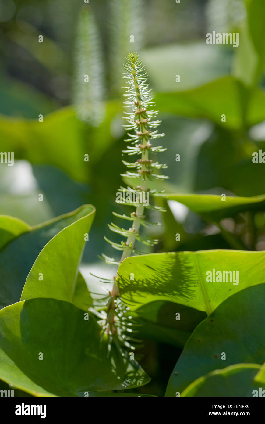 Stutenmilch Schweif, gemeinsame Stute Tail (Hippuris Vulgaris), zwischen Blättern in einem Teich, Deutschland Stockfoto