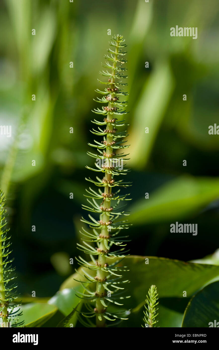 Stutenmilch Schweif, gemeinsame Stute Tail (Hippuris Vulgaris), Deutschland Stockfoto
