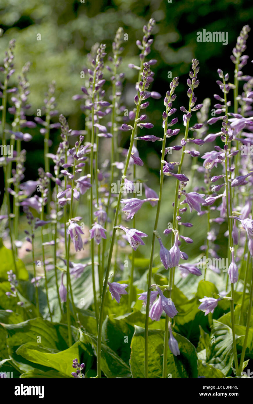 Wegerich Lily (Hosta Ventricosa), blühen Stockfoto