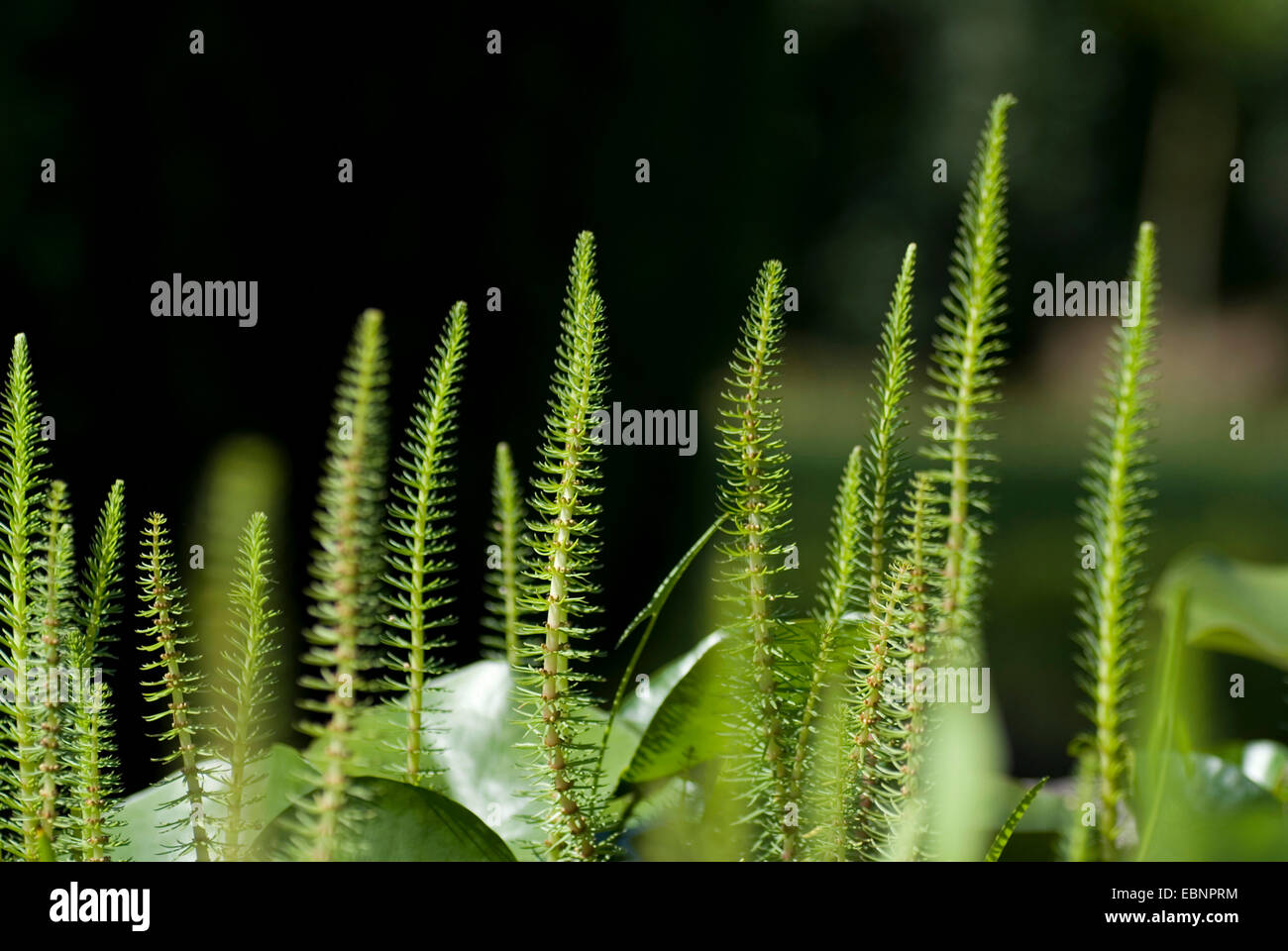 Stutenmilch Schweif, gemeinsame Stute Tail (Hippuris Vulgaris), Deutschland Stockfoto