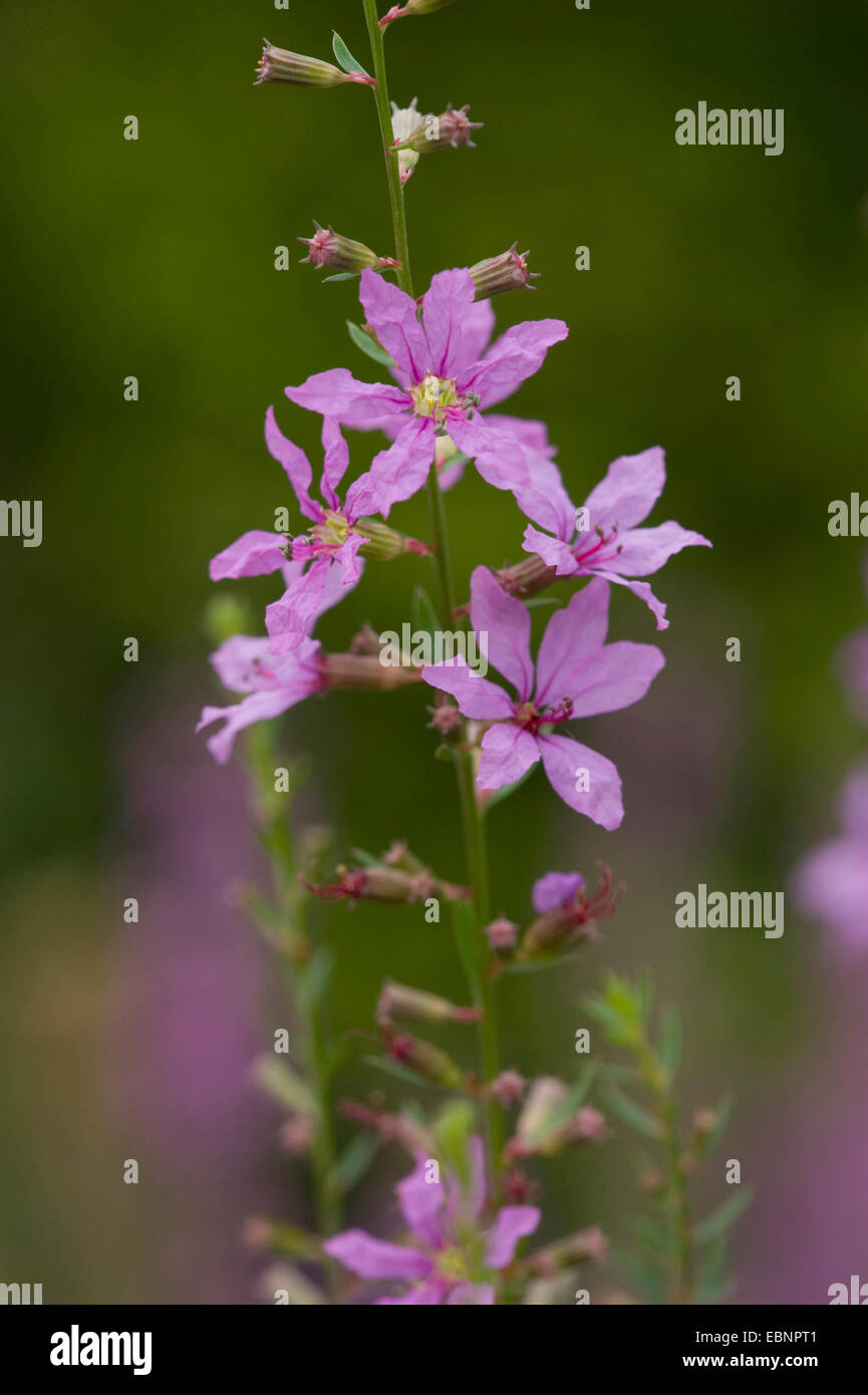 Europäische Zauberstab Blutweiderich (Lythrum Virgatum), Blütenstand Stockfoto