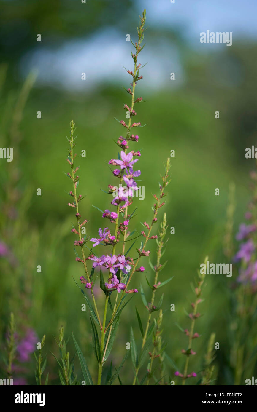 Europäische Zauberstab Blutweiderich (Lythrum Virgatum), blühen Stockfoto