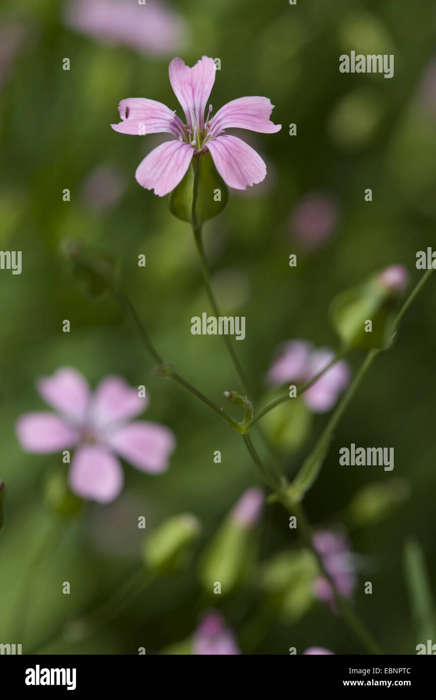 Kuh Basilikum, Cowcockle (Vaccaria Hispanica, Vaccaria Pyramidata), blühen, Deutschland, BG Ffm Stockfoto