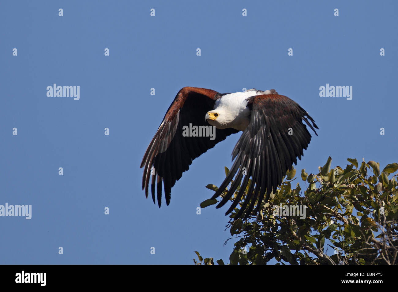 Afrikanische Fischadler (Haliaeetus Vocifer), Adler fliegen, Süd Afrika, Krüger-Nationalpark Stockfoto