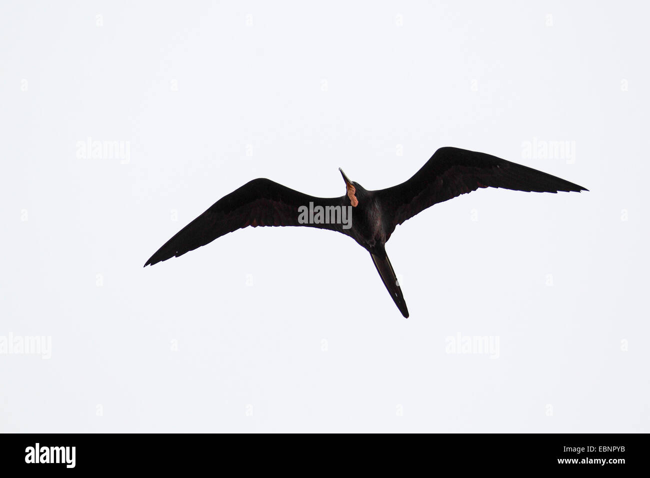 herrliche Fregattvogel (Fregata magnificens), Männlich, USA, Florida, Fort De Soto fliegen Stockfoto