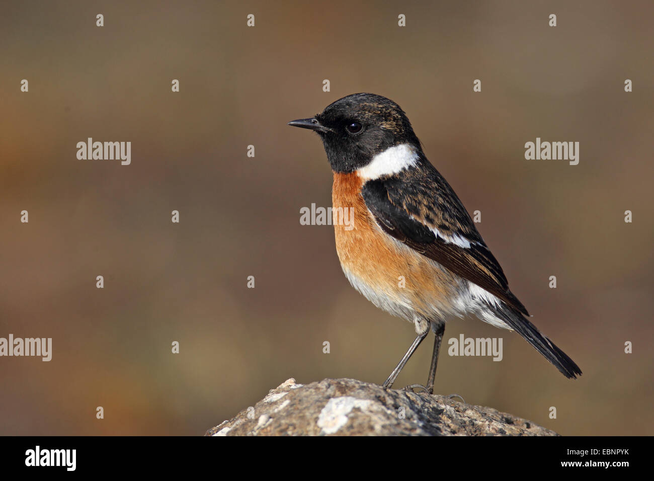 Gemeinsamen Schwarzkehlchen (Saxicola Torquata), Männchen steht auf einem Stein, Südafrika, Pilanesberg National Park Stockfoto