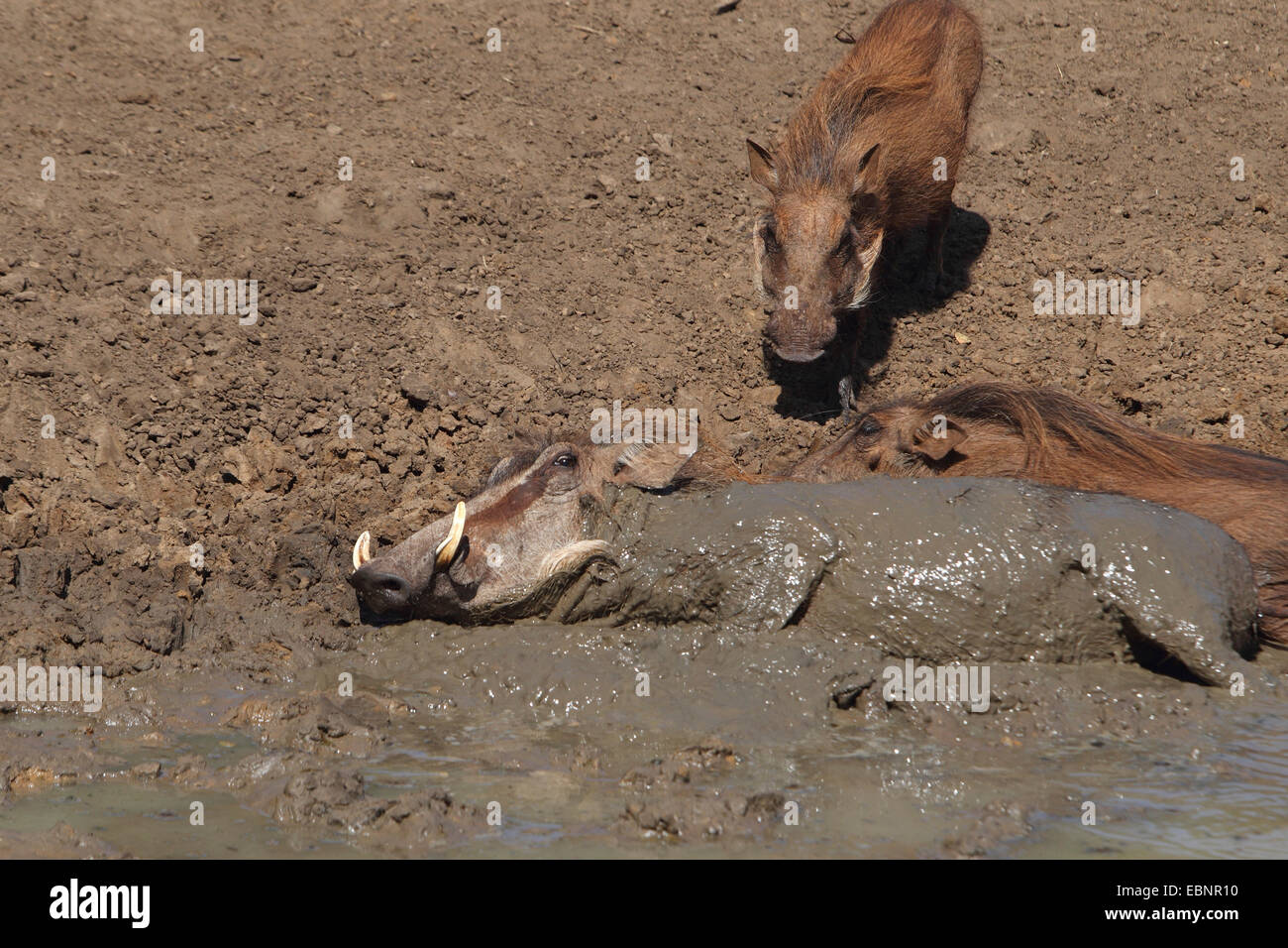 Warzenschwein im schlamm suhlen Stockfotos und -bilder Kaufen - Alamy