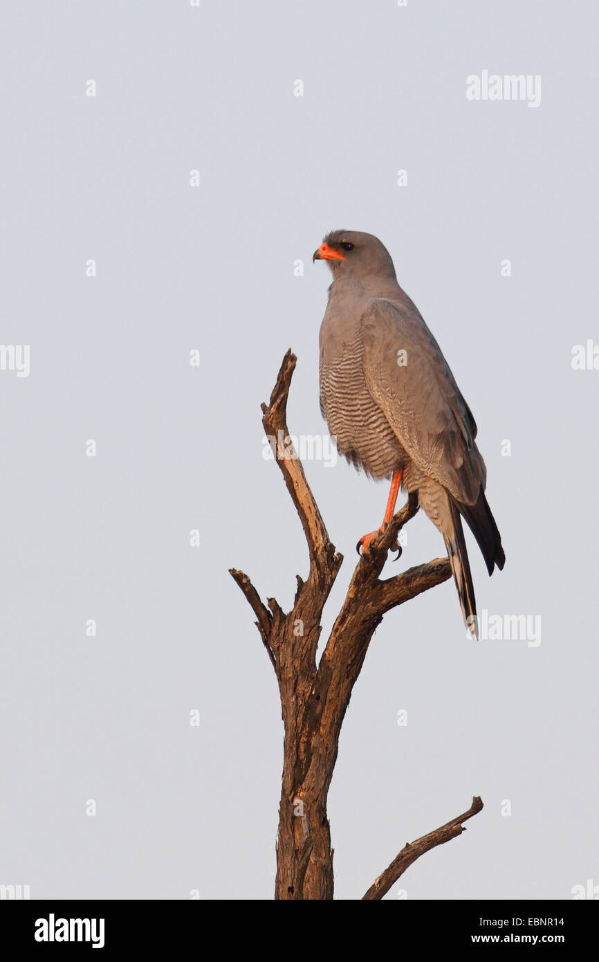 Somalische singen-Habicht, sitzt Eastern blass Chanten Habicht (Melierax Poliopterus), Erwachsene Habicht auf ein toter Baum, Südafrika Kgalagadi Transfrontier National Park Stockfoto