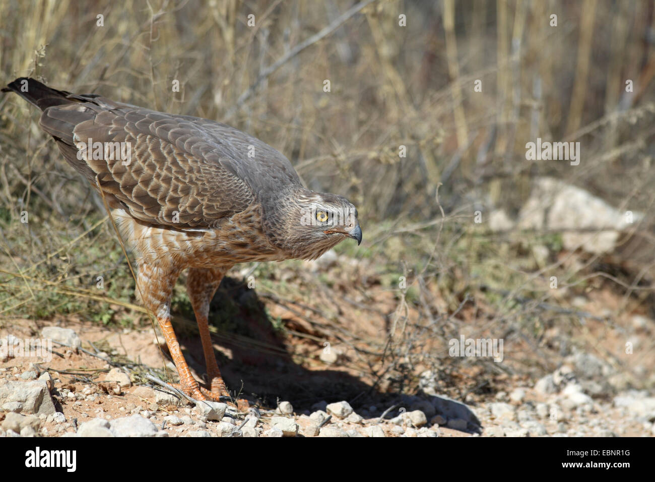Somalische singen-Habicht, Eastern blass Chanten Habicht (Melierax Poliopterus), unreifen Vogel sitzt auf den Boden, Südafrika, Kgalagadi Transfrontier National Park Stockfoto