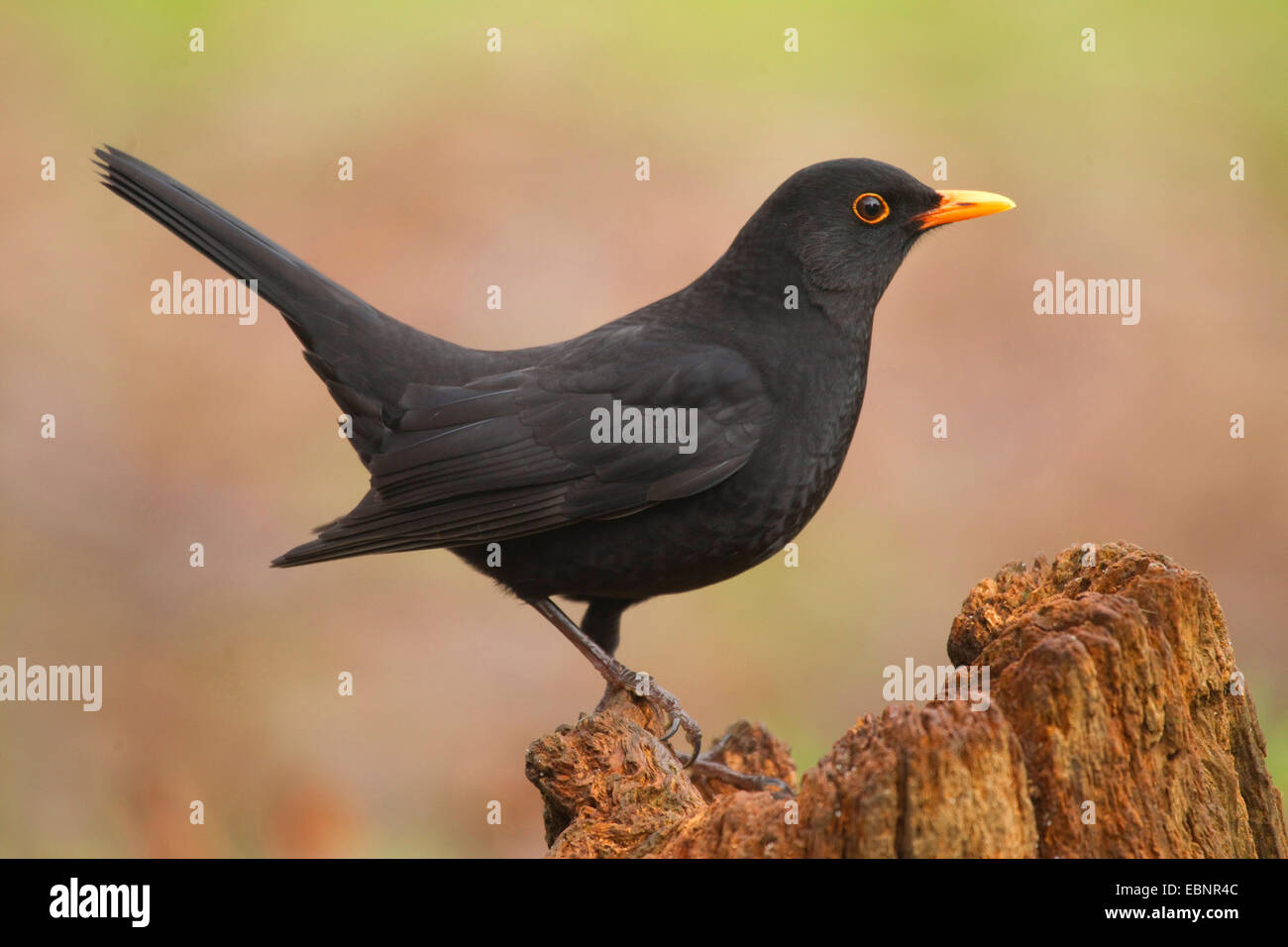 Amsel (Turdus Merula), männliche sitzen auf einem faulen hölzerne Pfeiler, Deutschland Stockfoto