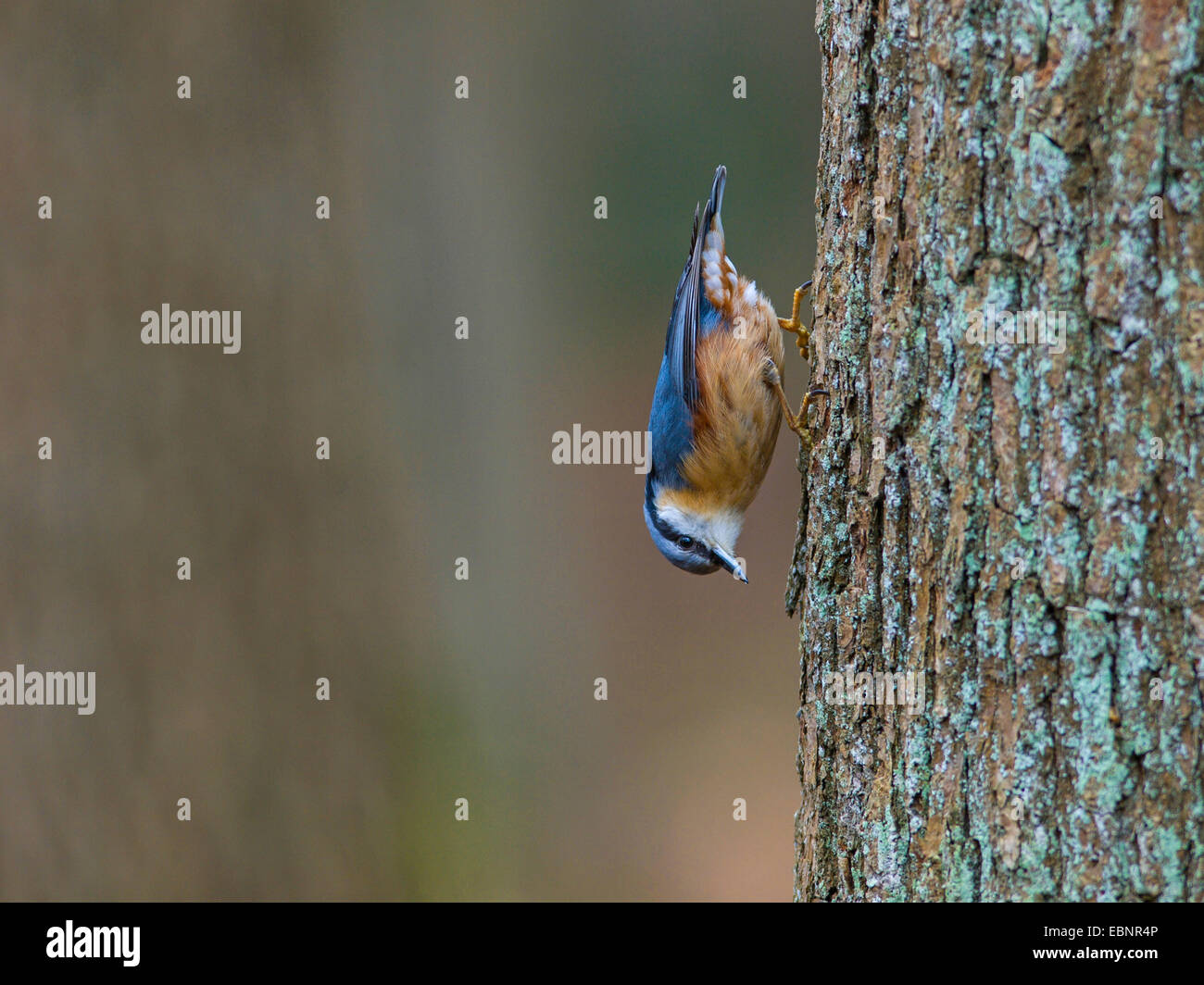 Eurasische Kleiber (Sitta Europaea), sucht nach Nahrung auf einer Eiche, Deutschland Stockfoto