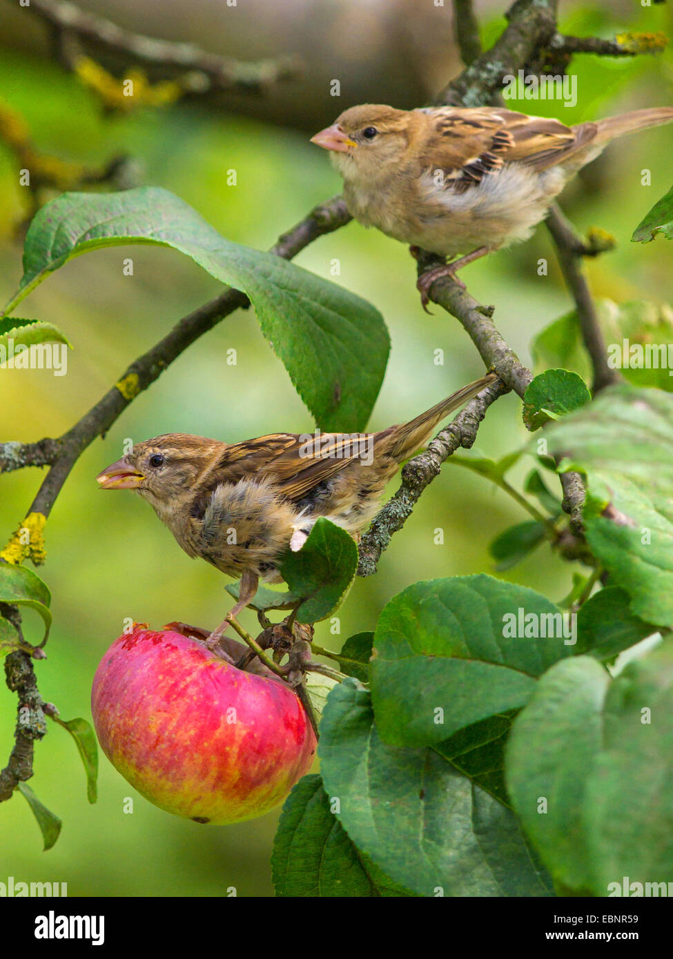 Haussperling (Passer Domesticus), weibliche Spatzen Fütterung auf einen Apfel in einem Apfelbaum, Deutschland Stockfoto