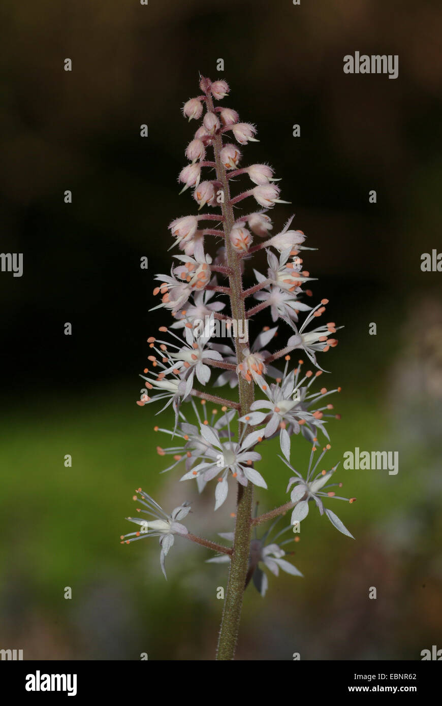 Heart-leaved Schaum-Blume, Coolwort (Tiarella Cordifolia), Blütenstand Stockfoto