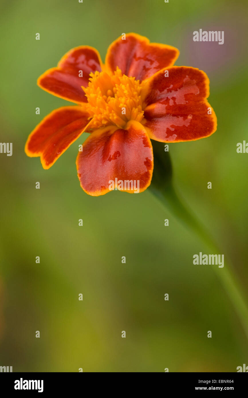 Französische Ringelblume (Tagetes Patula), Blütenstand Stockfoto