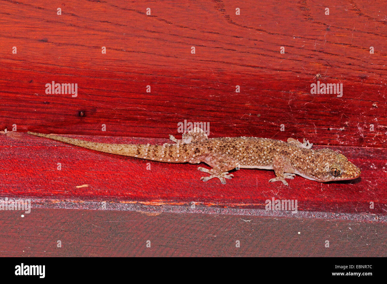 Brook Hälfte-toed Gecko, Brook Gecko, afrikanisches Haus Gecko (Hemidactylus Brookii), an einer Hauswand, Sri Lanka Stockfoto