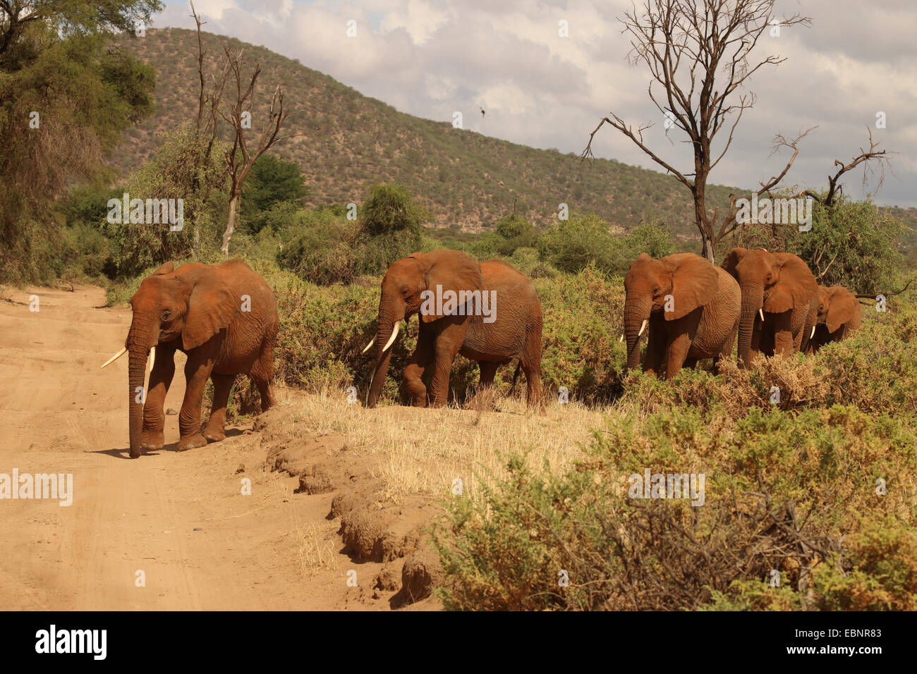 Afrikanischer Elefant (Loxodonta Africana), Herde Elefanten in der Savanne, Kenya, Samburu National Reserve Stockfoto